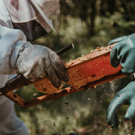 FEMALE BEEKEEPER TRAINING NEPAL